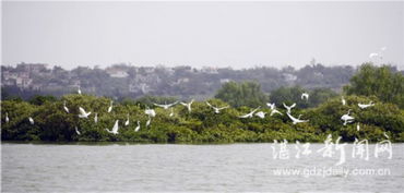 湛江與華僑城集團(tuán)攜手推進(jìn)全域旅游開發(fā)，譜寫文旅融合新篇章